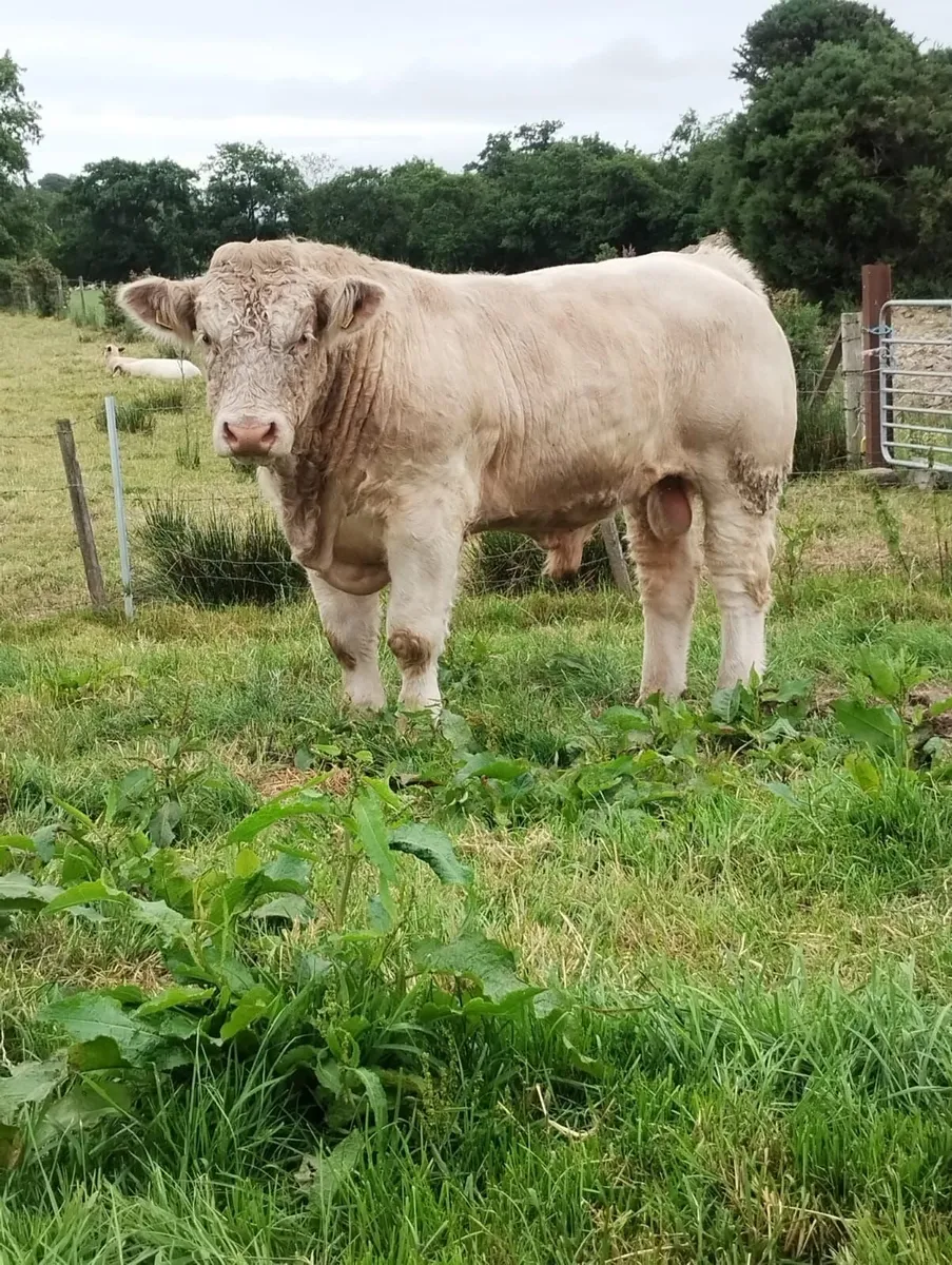 Bulls - Image 3