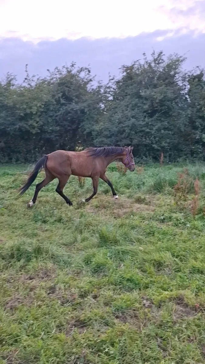 14.3 6yo Bay mare - Image 1