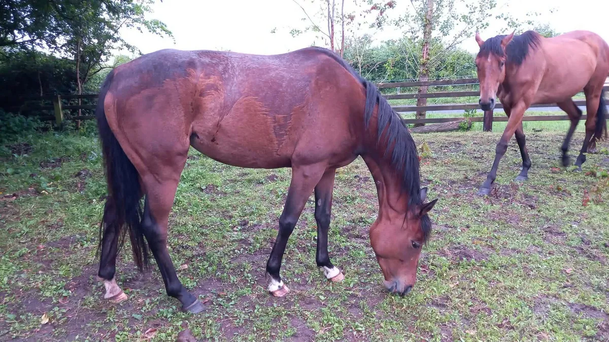 14.3 6yo Bay mare - Image 3