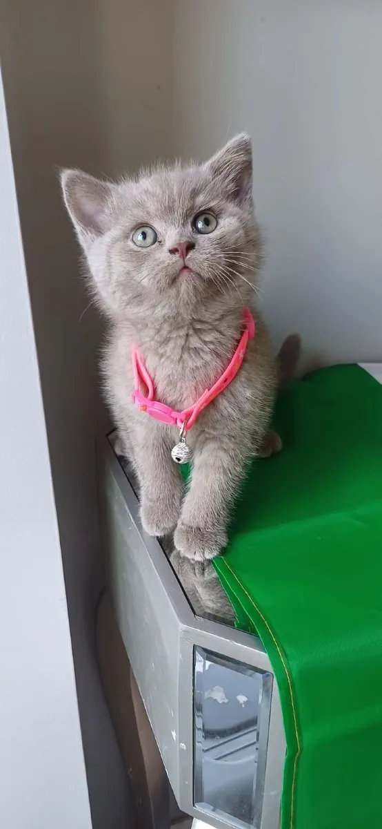British and Scottish fold kittens 🥰 - Image 1