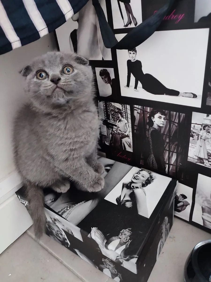 British and Scottish fold kittens 🥰 - Image 2