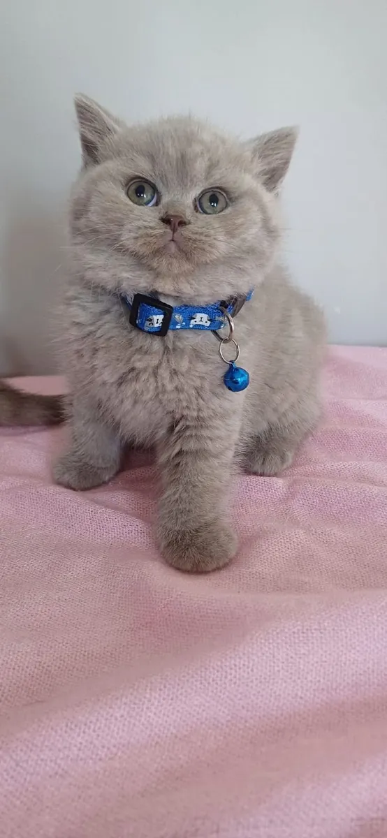 British and Scottish fold kittens 🥰 - Image 3