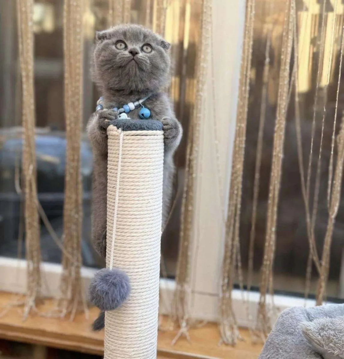 British and Scottish fold kittens 🥰 - Image 4