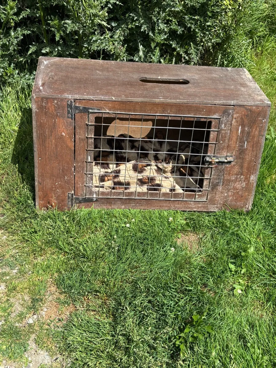 Timber dog crate - Image 1