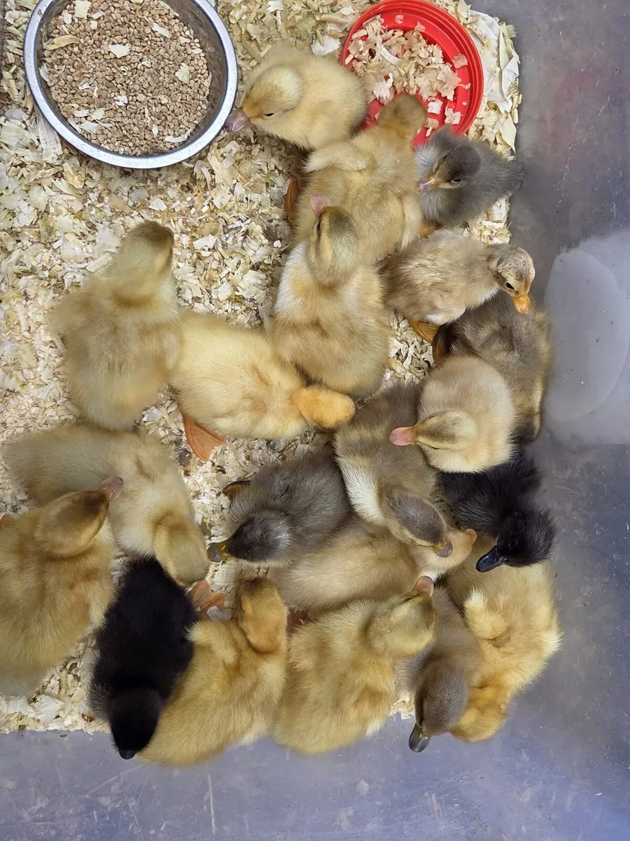 Day Old Ducklings - Image 1