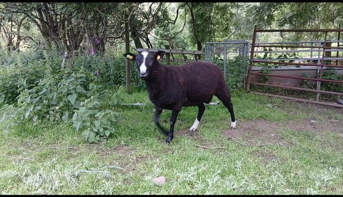 Purebred Registered Zwartbles  Rams - Image 2