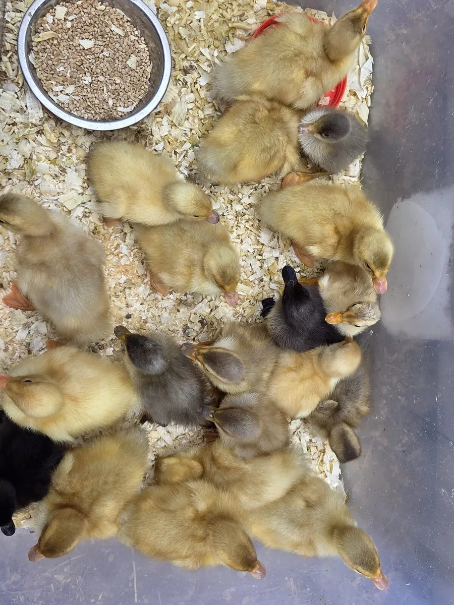 Day Old Ducklings - Image 2