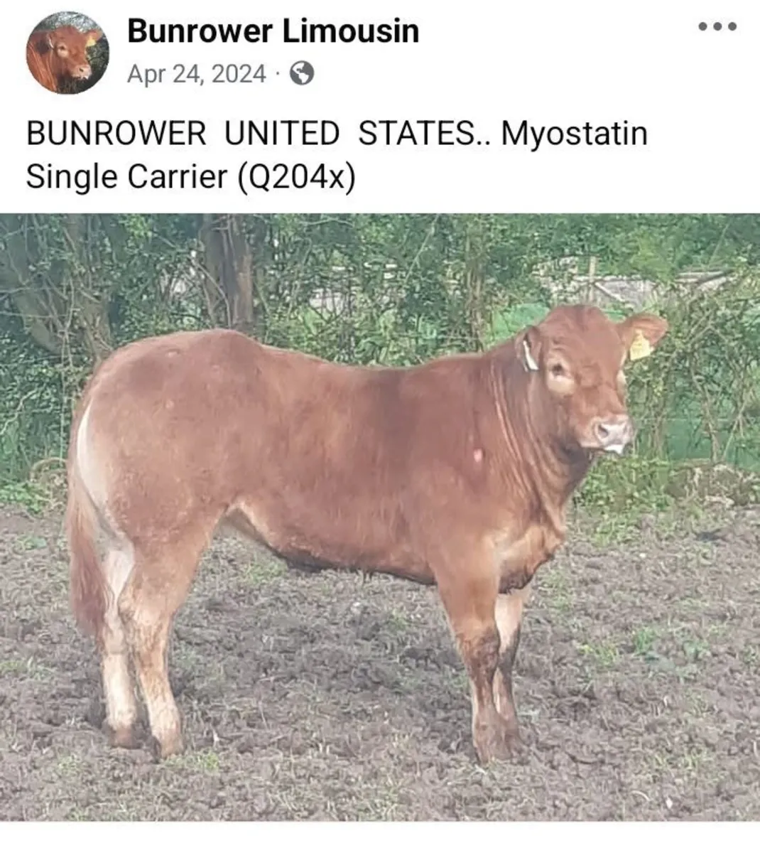 Pedigree Limousin Cow And Heifer Calf - Image 3