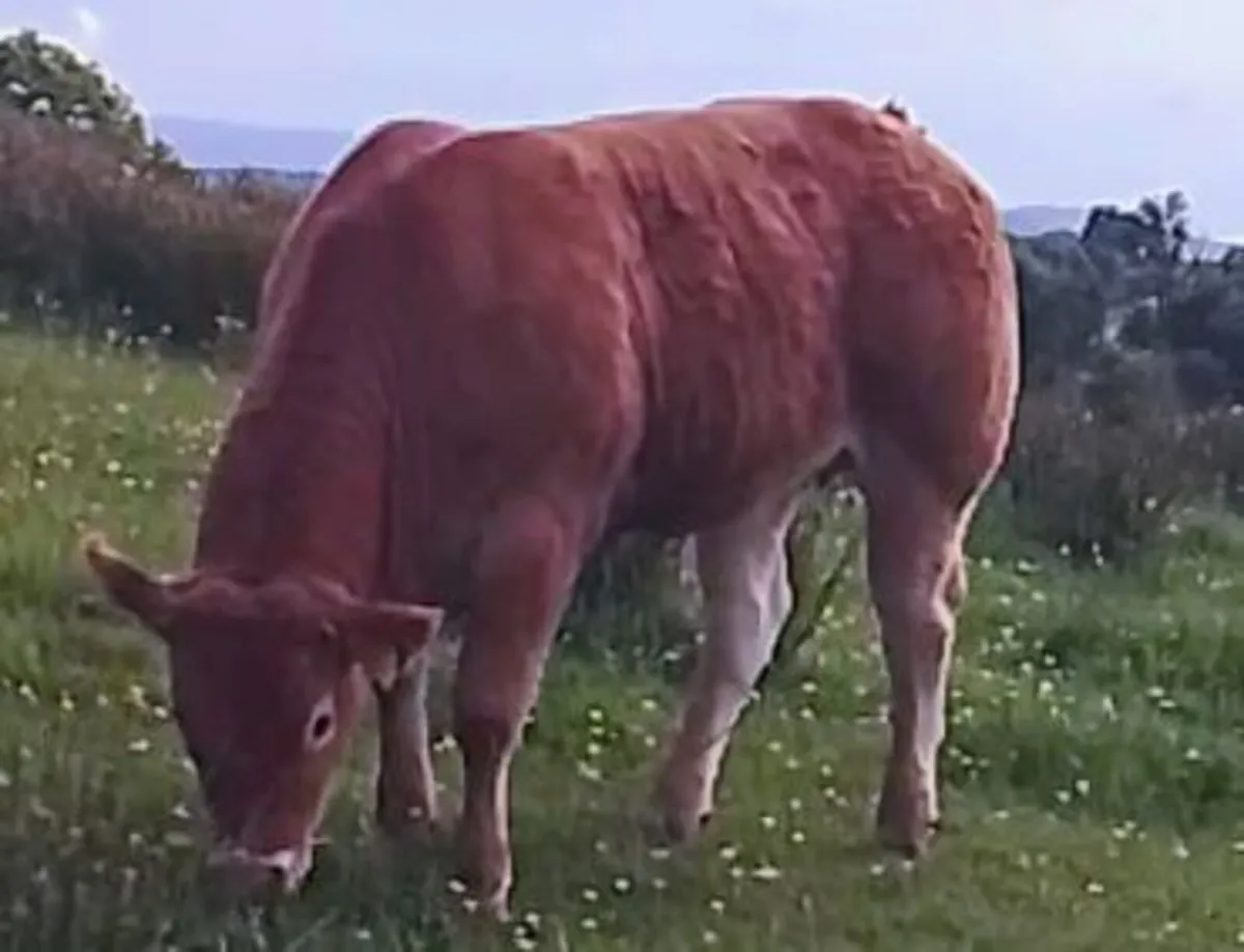 Pedigree Limousin Cow And Heifer Calf - Image 4