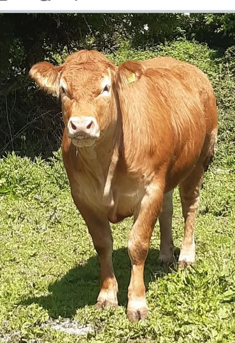 Pedigree Limousin Cow And Heifer Calf - Image 1