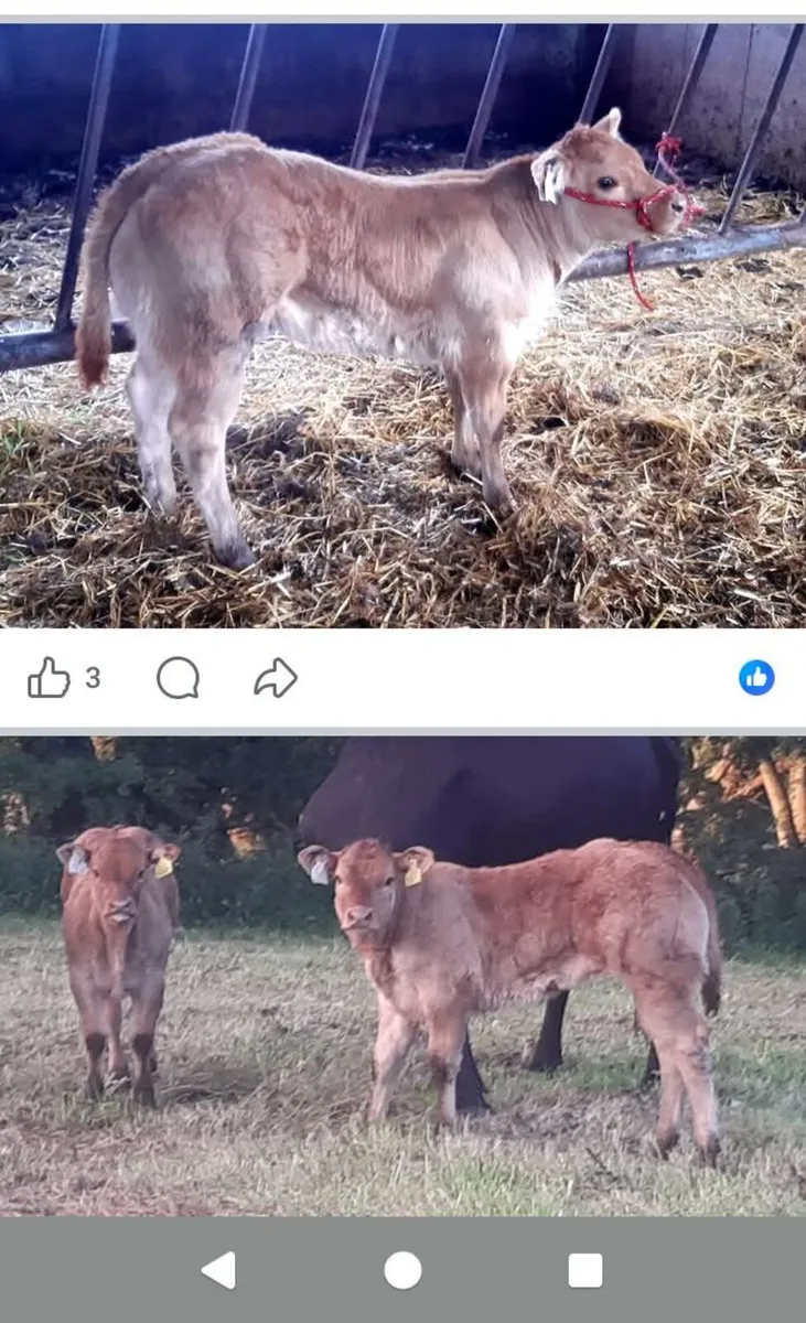 Pedigree Limousin Cow And Heifer Calf - Image 2