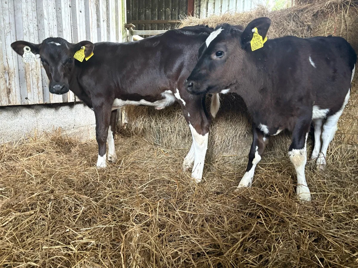 2 Homebred FR Heifer Calves - Image 1