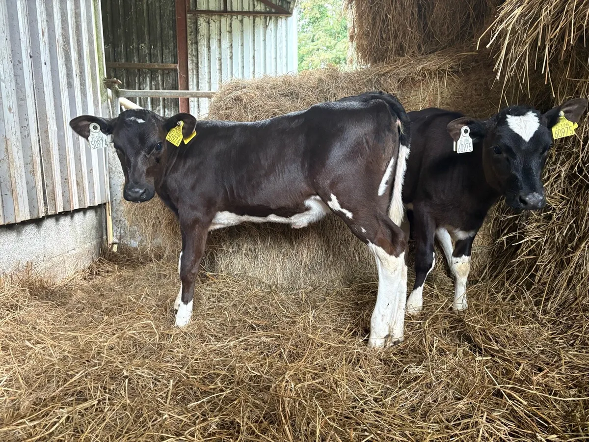 2 Homebred FR Heifer Calves - Image 3