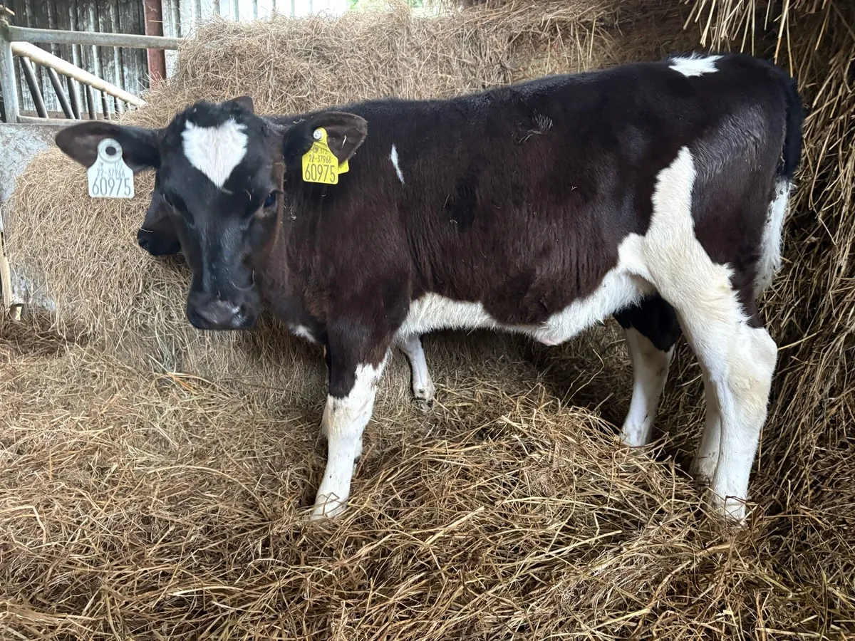 2 Homebred FR Heifer Calves - Image 2