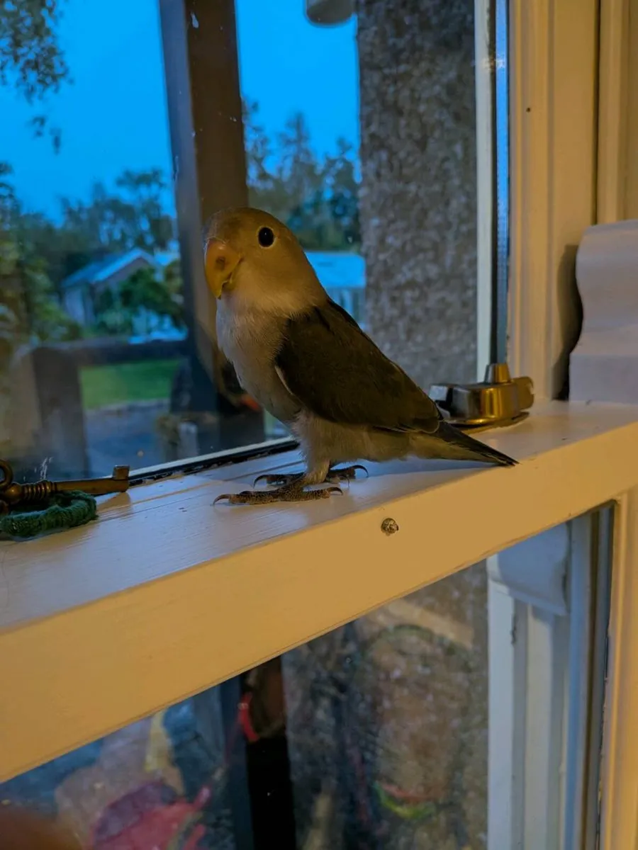 Lovebird male - Image 2