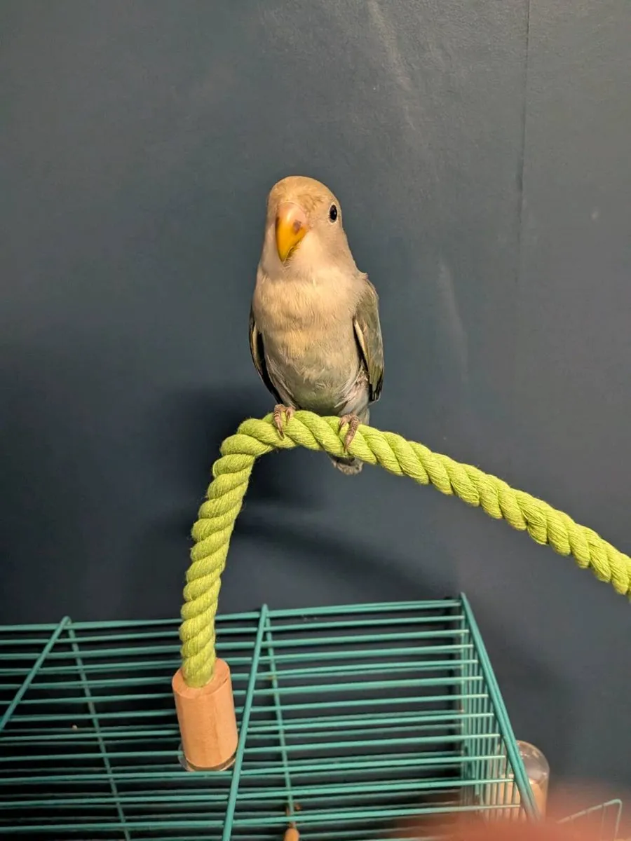Lovebird male - Image 1
