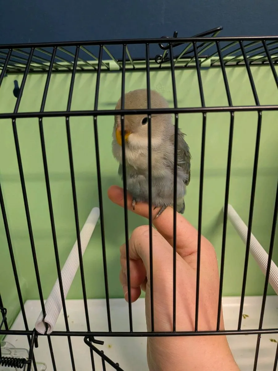 Lovebird male - Image 3