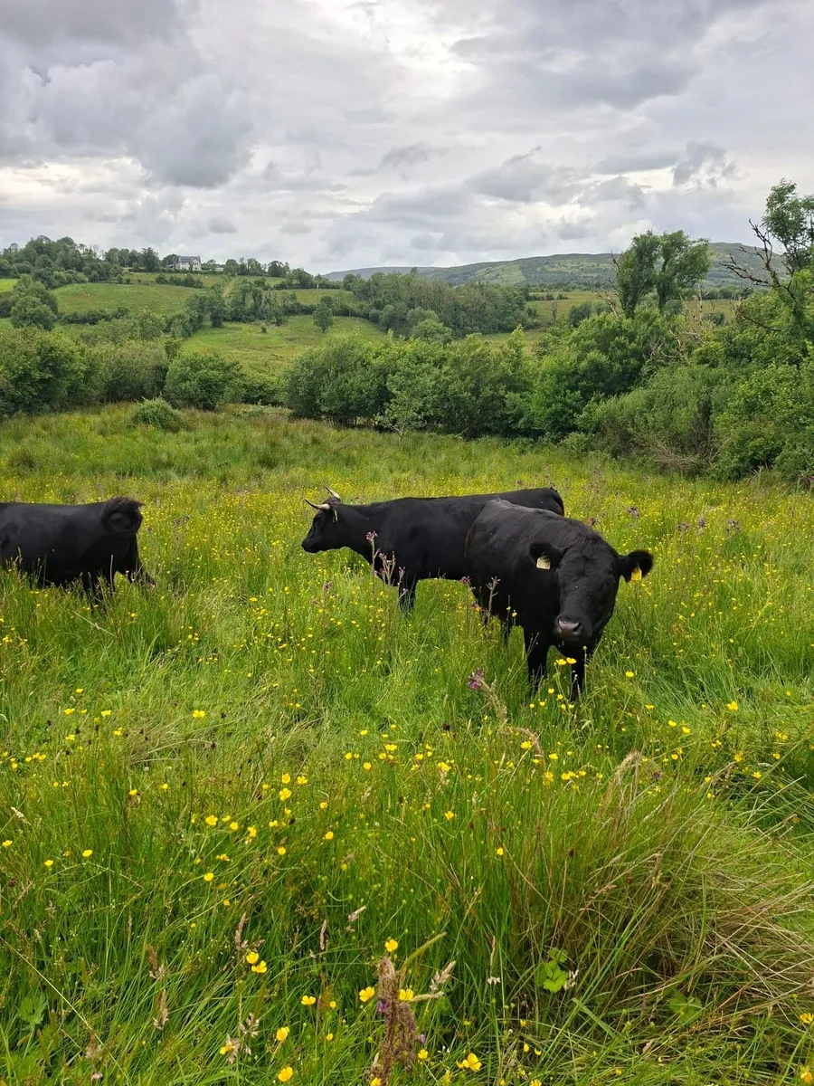 Cattle - Image 1