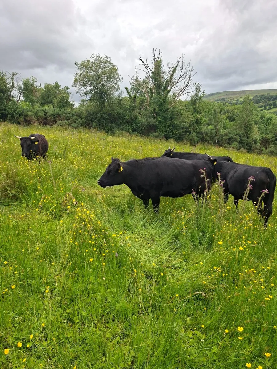 Cattle - Image 2