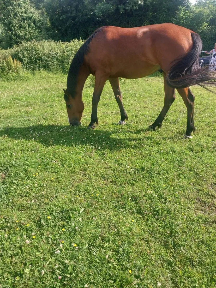 3 YEAR OLD BAY GELDING FOR SALE - Image 2
