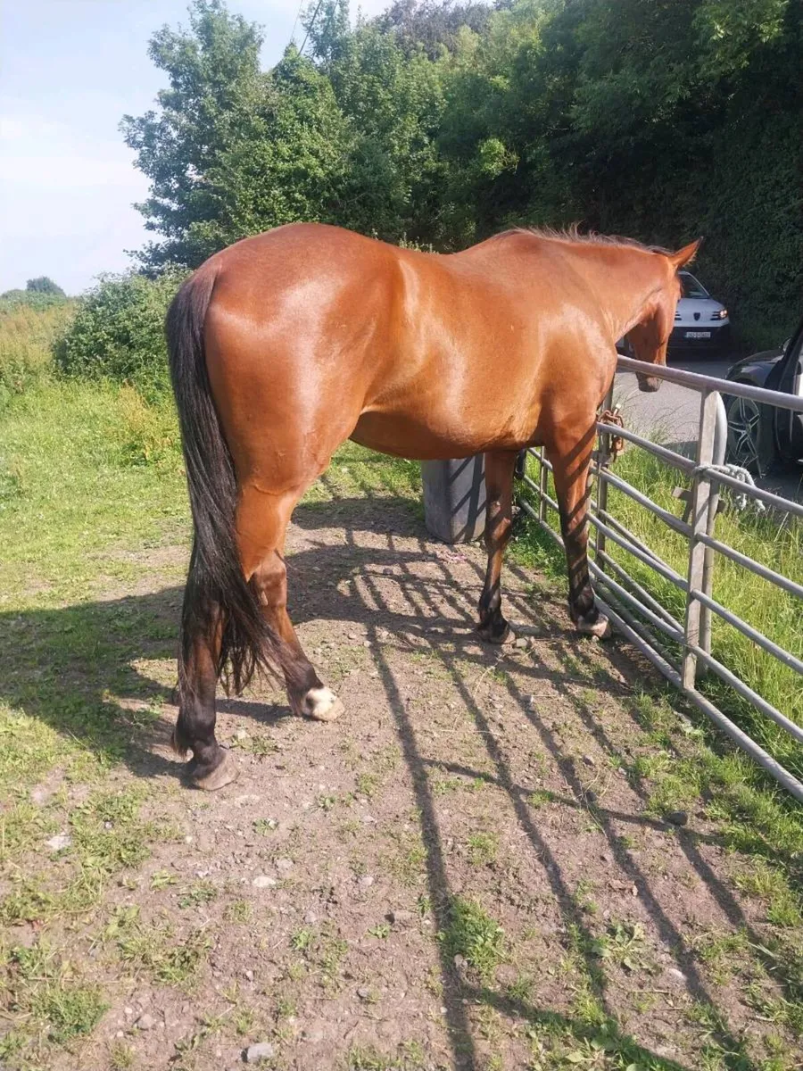 3 YEAR OLD BAY GELDING FOR SALE - Image 1