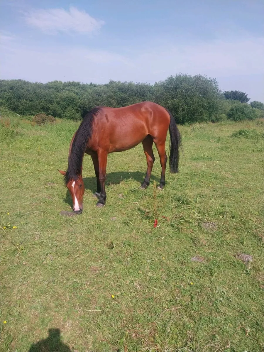 3 YEAR OLD BAY GELDING FOR SALE - Image 4