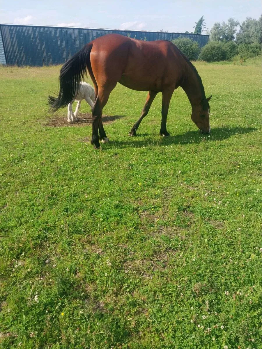 3 YEAR OLD BAY GELDING FOR SALE - Image 3