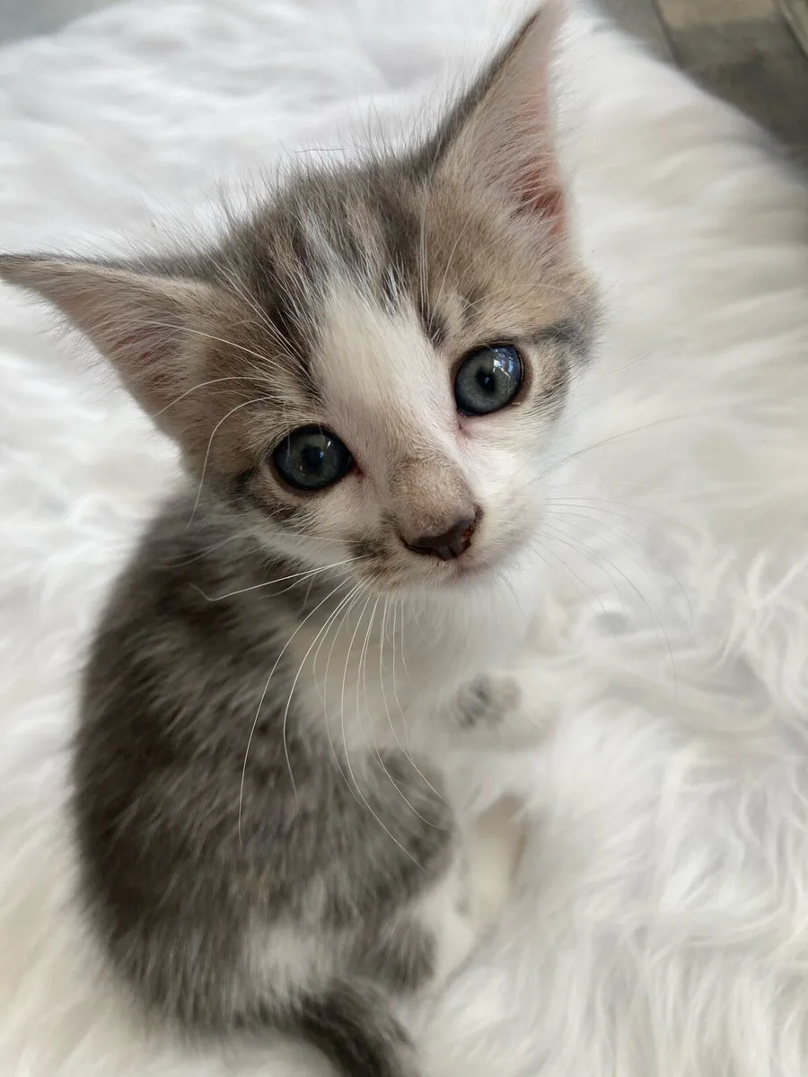 kittens - Image 1