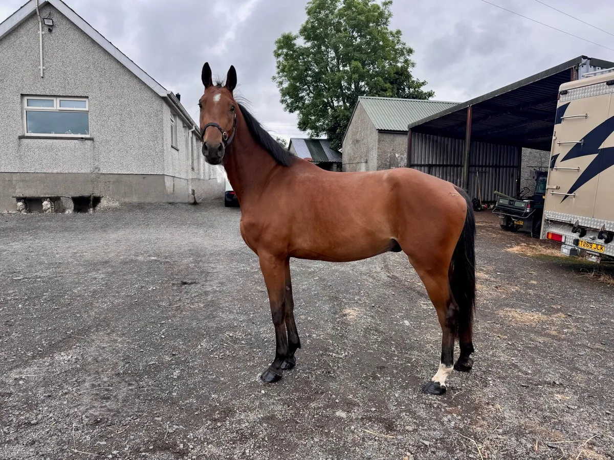 4yo gelding - Image 3