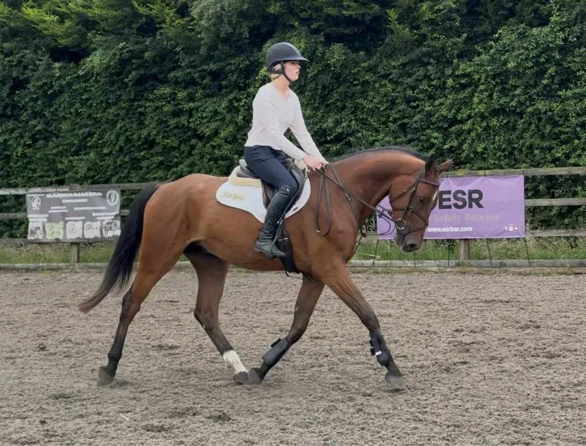4yo gelding - Image 1