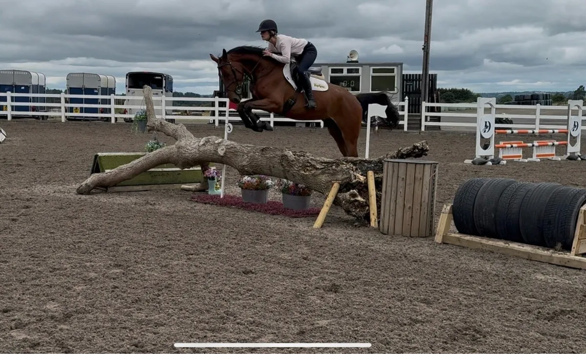 4yo gelding - Image 2
