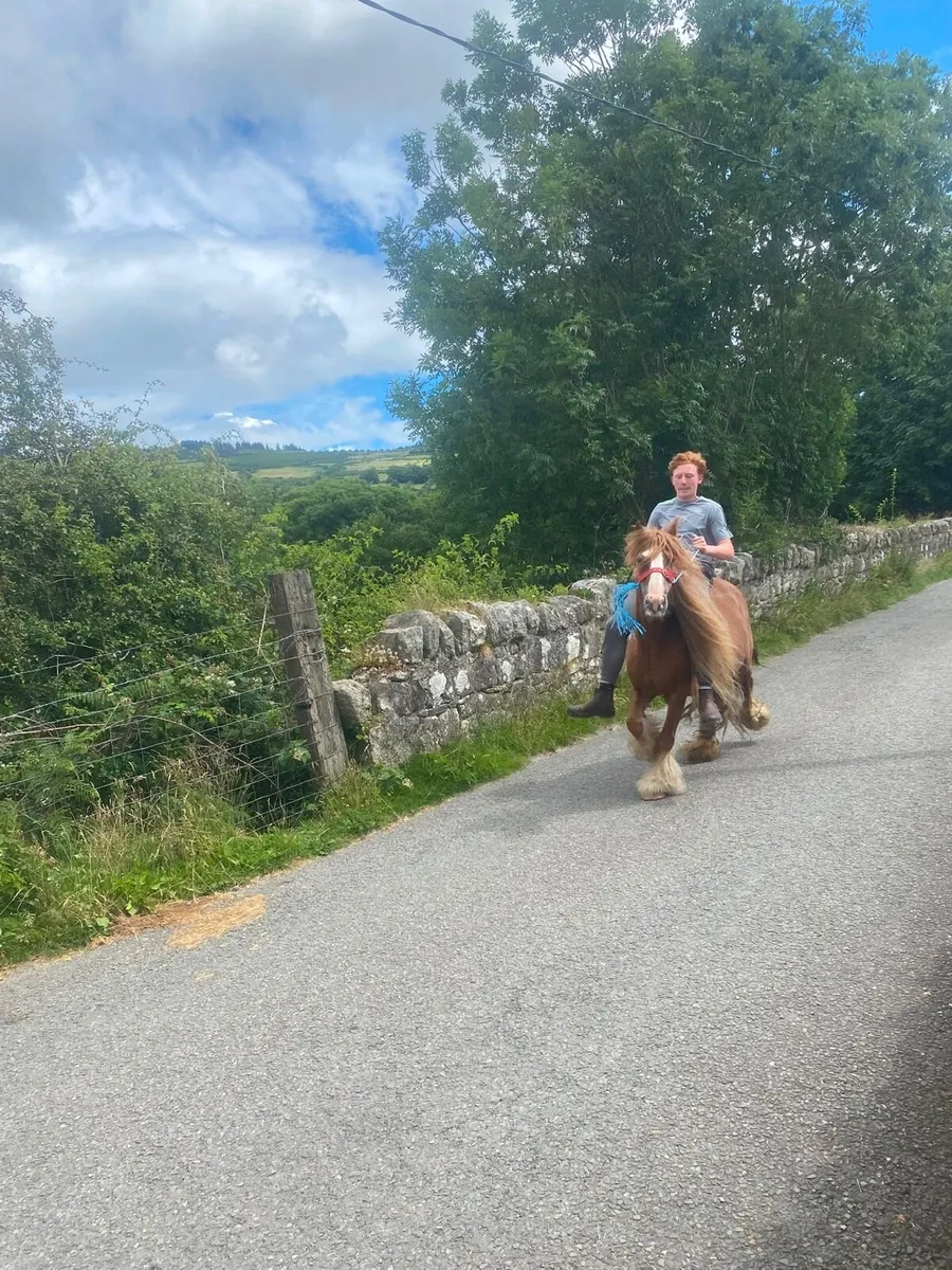 Horse - Image 1