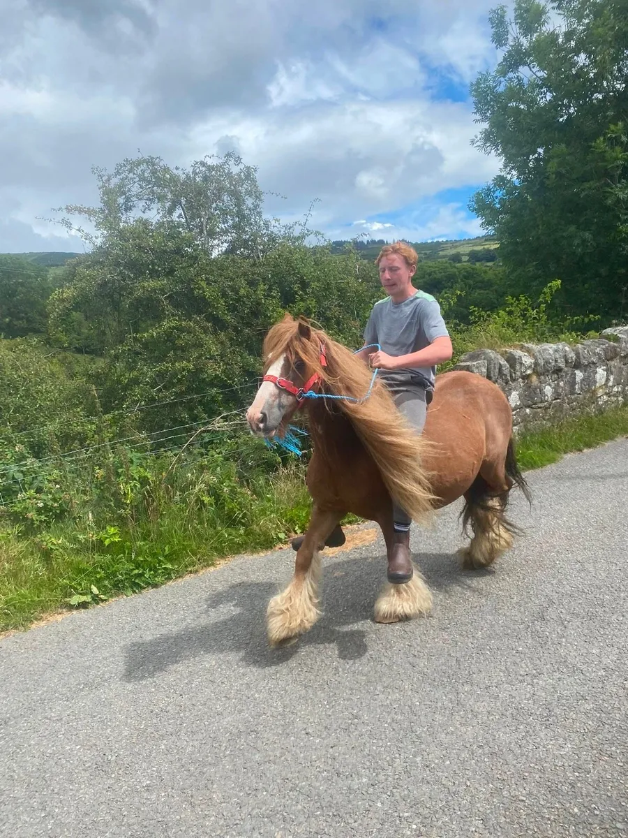 Horse - Image 4