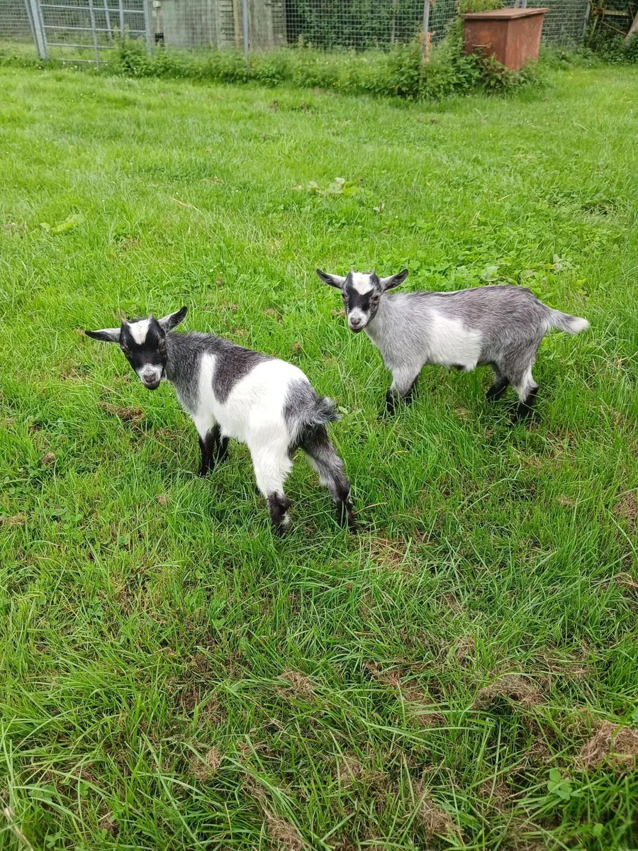 Pure Bred Pygmy Female kids - Image 1