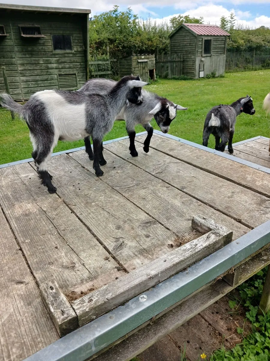 Pure Bred Pygmy Female kids - Image 2