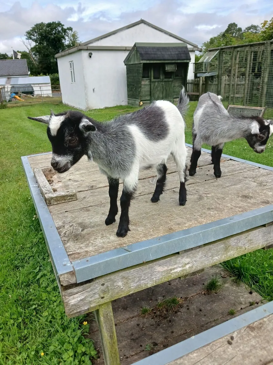 Pure Bred Pygmy Female kids - Image 3