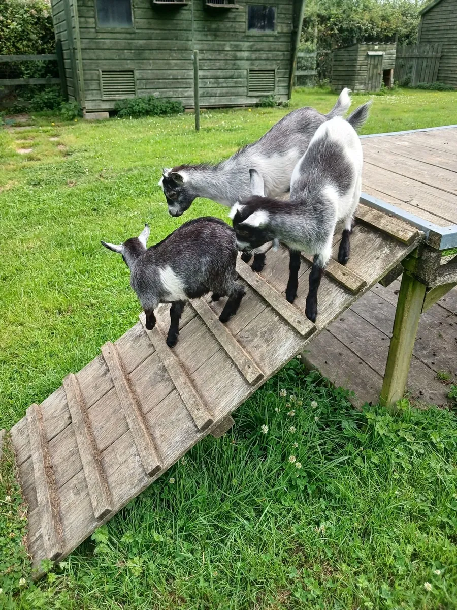 Pure Bred Pygmy Female kids - Image 4