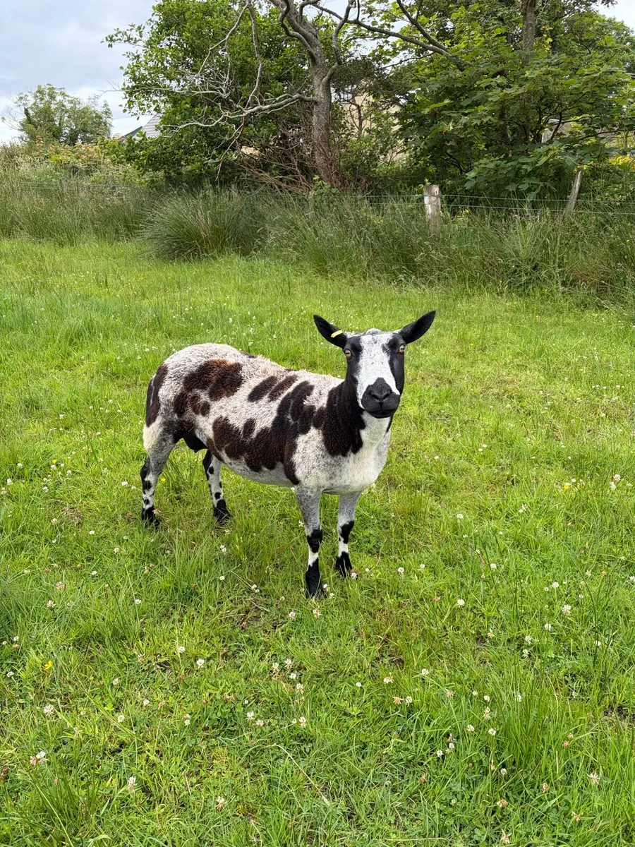 Pedigree Reg Dutch Spotted - Image 1