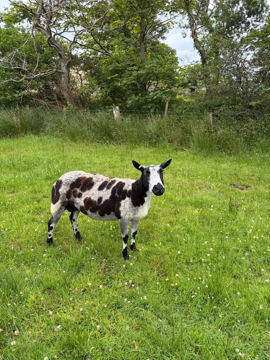 Pedigree Reg Dutch Spotted - Image 2