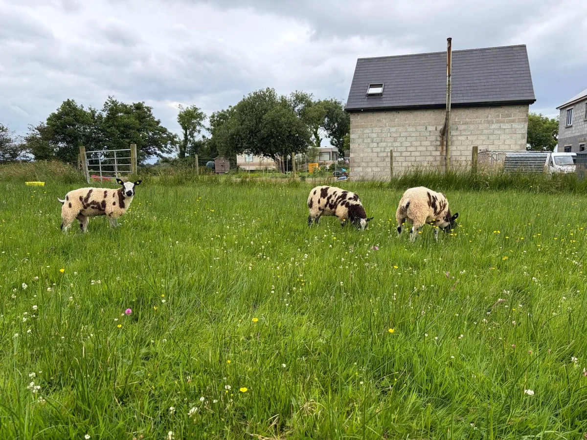 Pedigree Reg Dutch Spotted - Image 3