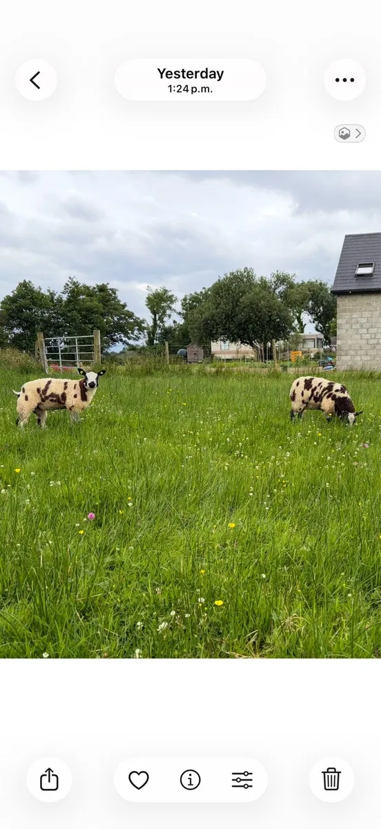 Pedigree Reg Dutch Spotted - Image 4