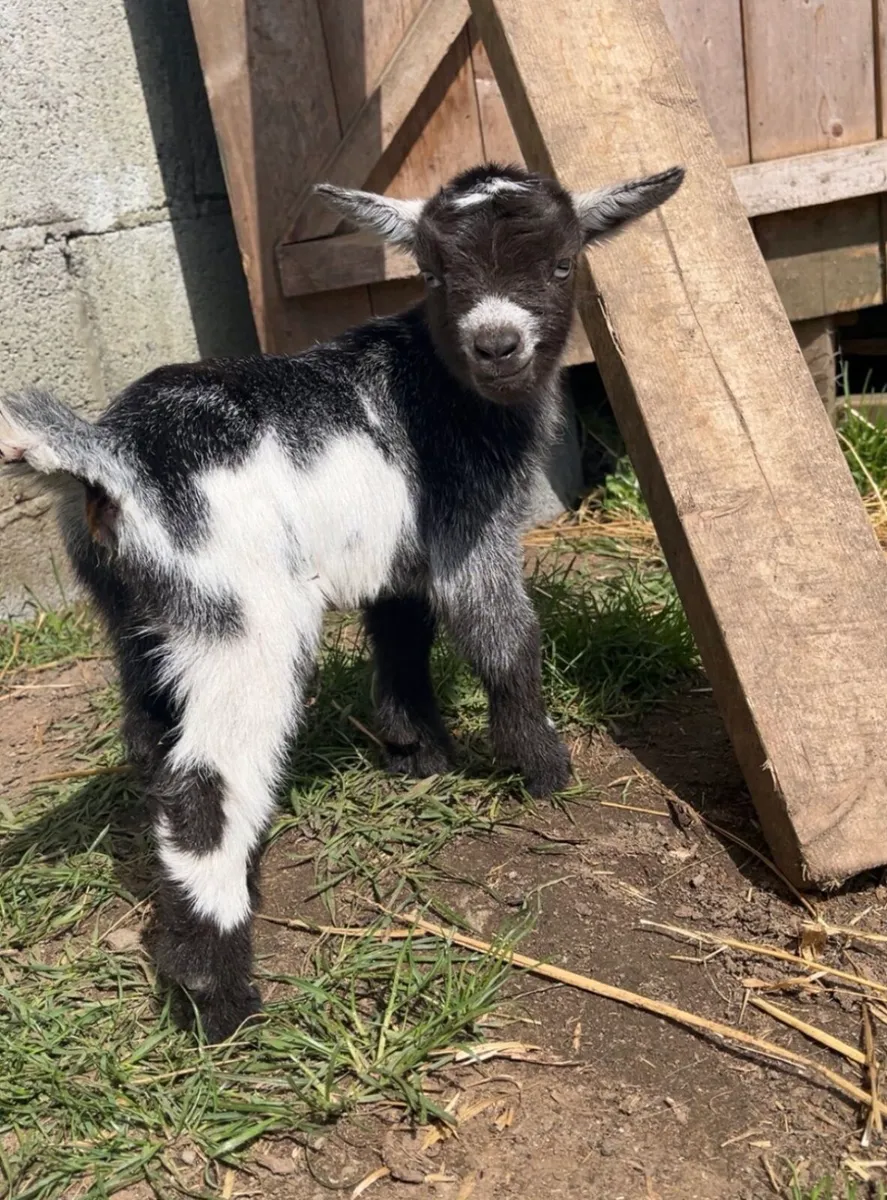 Miniature Female Pygmy Goat - Image 1