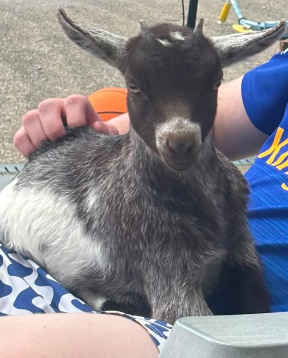 Miniature Female Pygmy Goat - Image 2