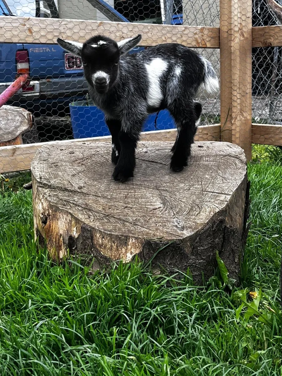 Miniature Female Pygmy Goat - Image 3