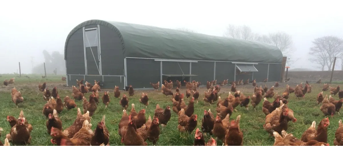 Hens