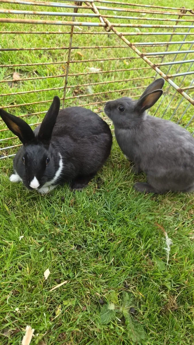 Baby rabbits - Image 3