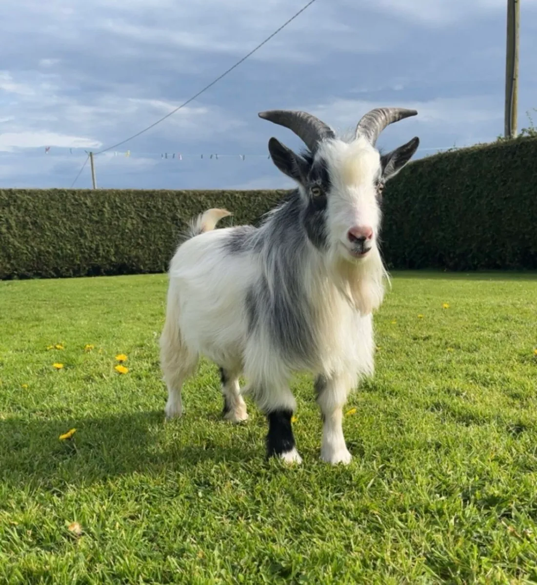 Miniature Female Pygmy Goat - Image 4