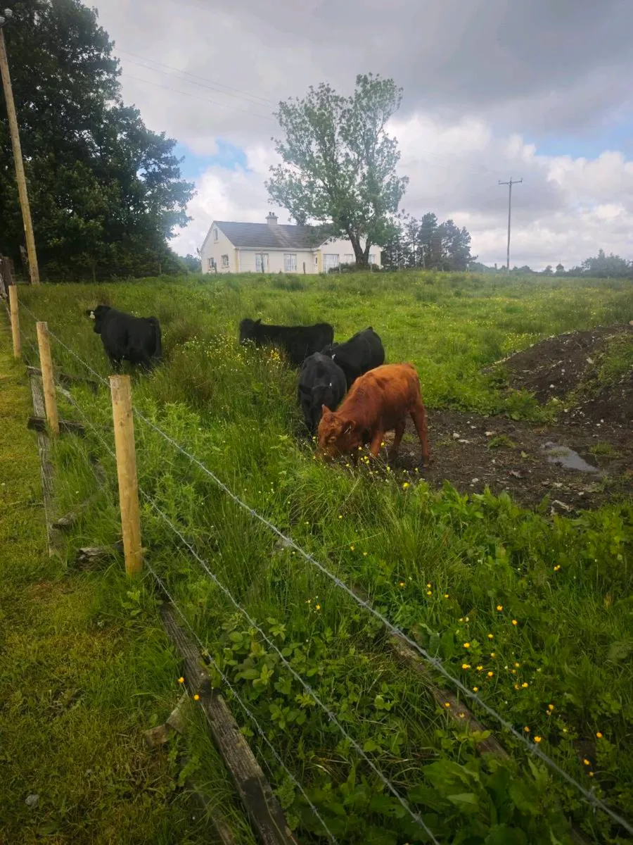 Dexter Bullocks - Image 4