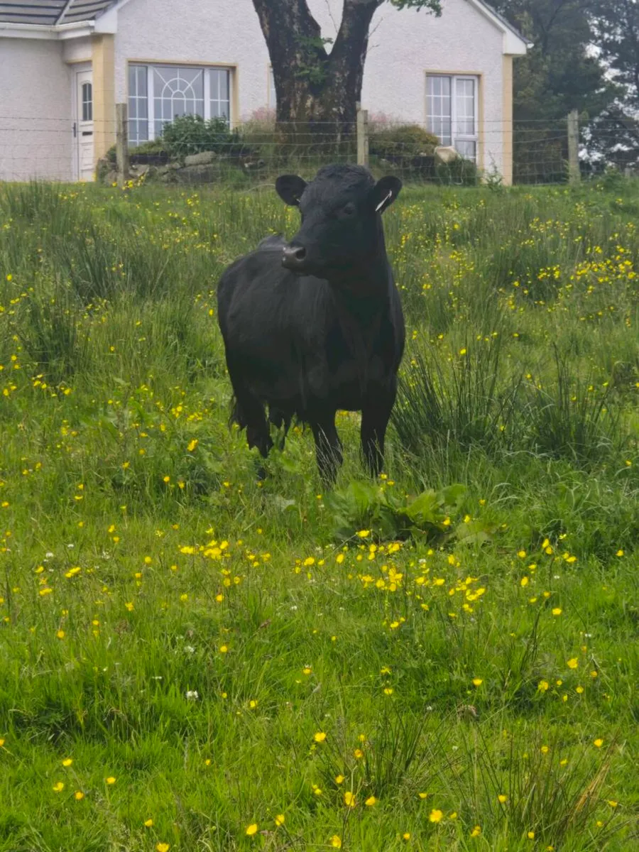 Dexter Bullocks - Image 3