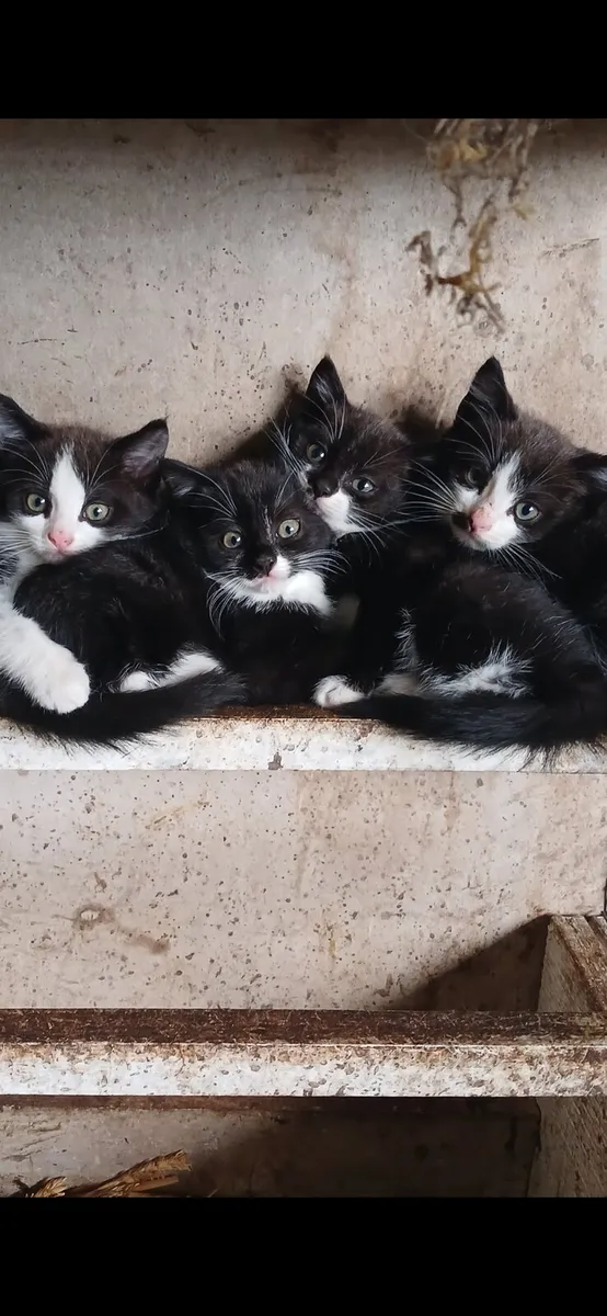 4 Beautiful Kittens looking for a good home - Image 1